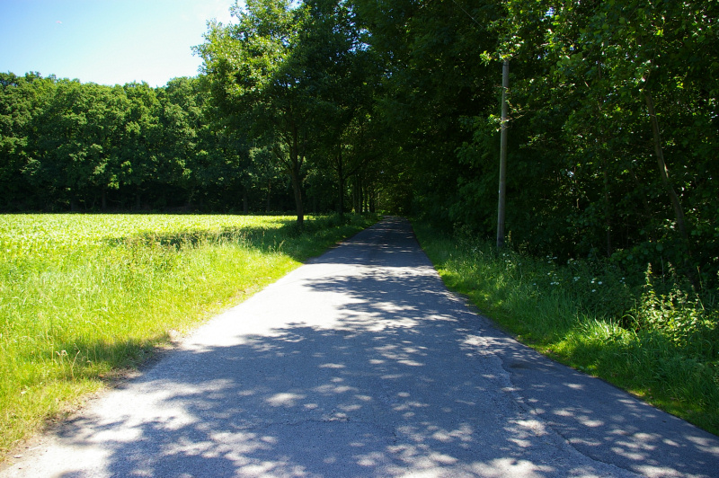 Datei:Im Erkenkamp01.jpg