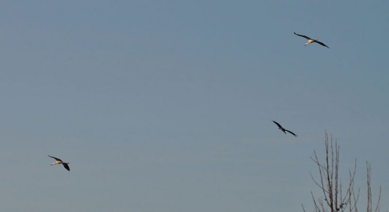 Datei:Störche07-2011 009.jpg