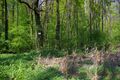 Wald mit Kreuzottern