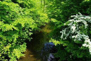 Bild Pelkumer Bach