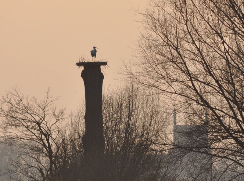 Datei:Störche02-2011 026.jpg