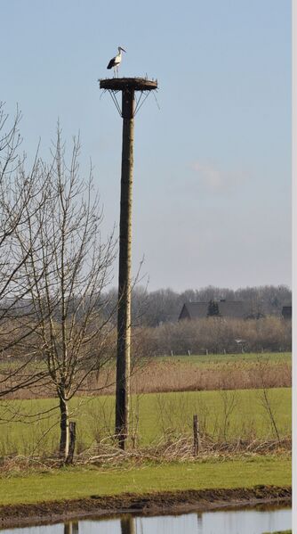 Datei:Störche05-2011 020.jpg