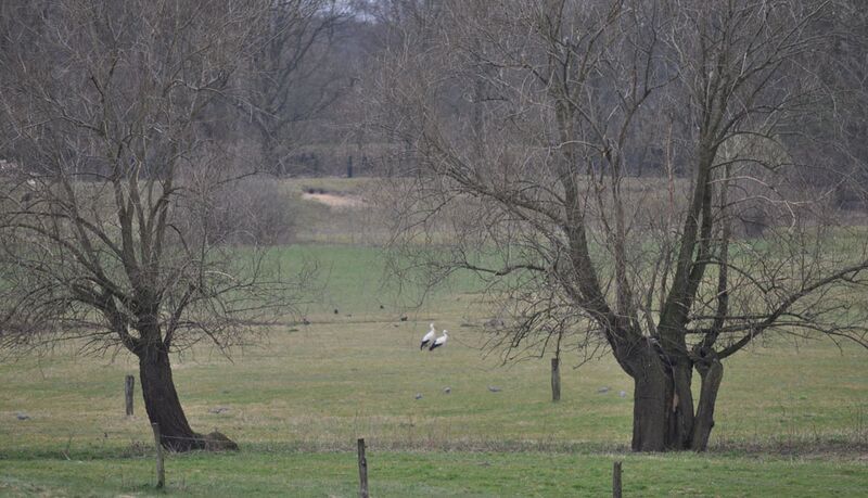 Datei:Störche-26-03-2011 009.jpg