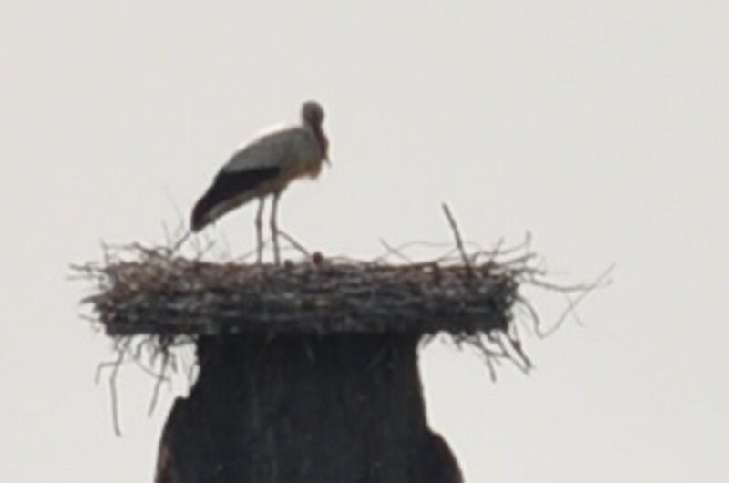 Datei:Storchen-küken-18-05-2011 010.jpg