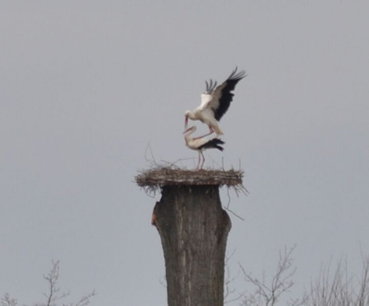 Datei:Störche-26-03-2011 004.jpg