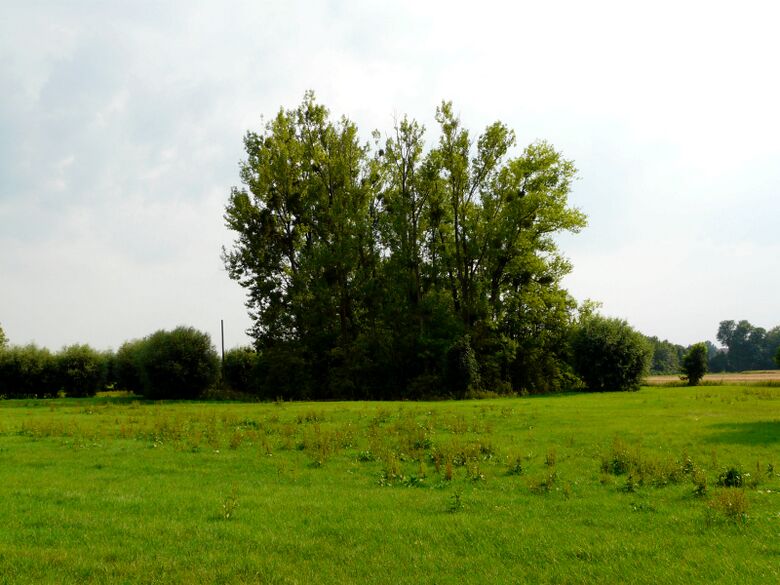 Bodendenkmal No. 7 - Baumbestand um den Gräftenring