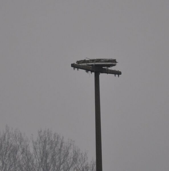 Datei:Störche03-2011 013.jpg