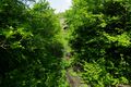 Der Pelkumer Bach am Deutzholz