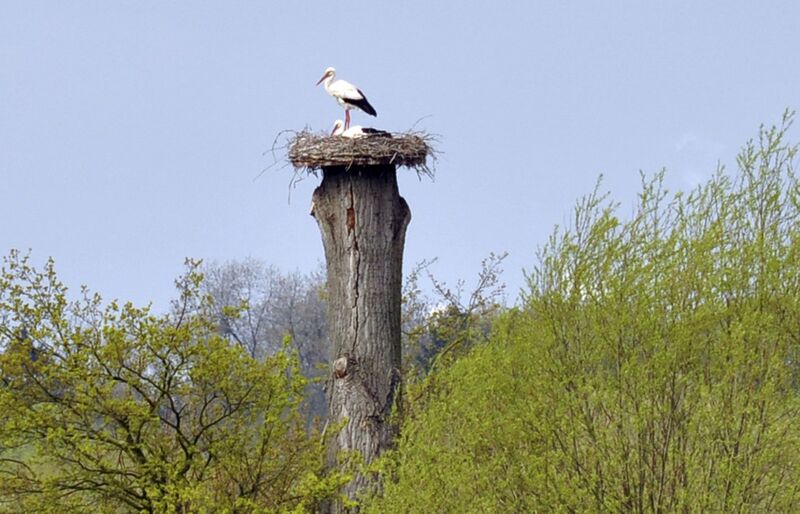 Datei:Lippeaue 2012 Storch 1.jpg