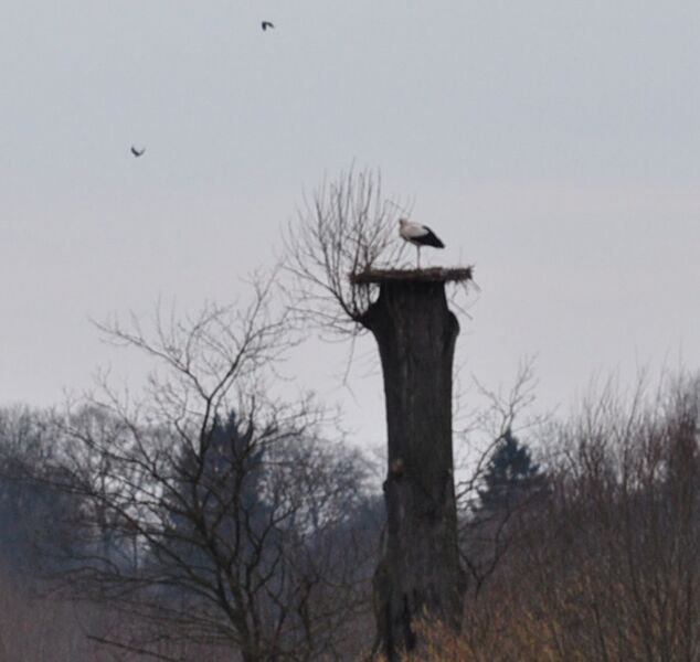 Datei:Storch2011 016.jpg