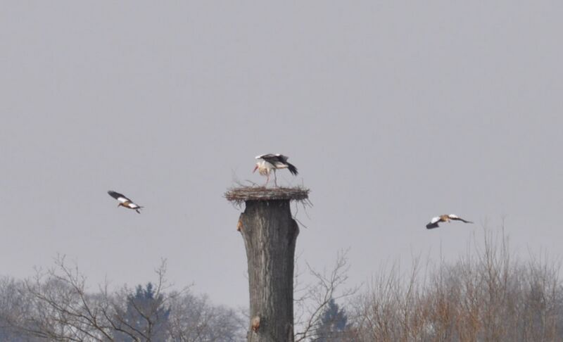 Datei:Störche-25-03-2011 009.jpg