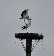 Störche-28-03-2011 013.jpg