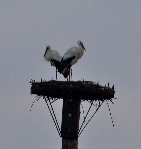 Datei:Störche-28-03-2011 009.jpg