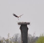 Störche-09-04-2011 006.jpg