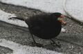 Amsel m.jpg