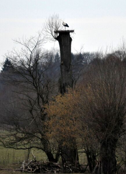 Datei:Storch2011 013.jpg