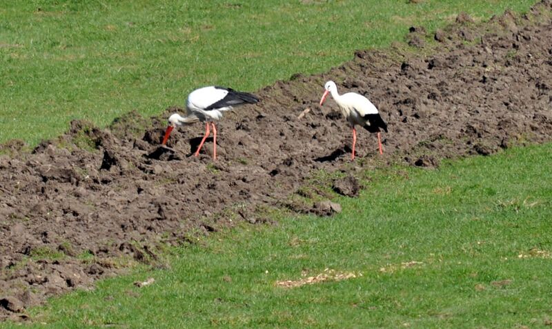 Datei:Storch06-2011 019.jpg