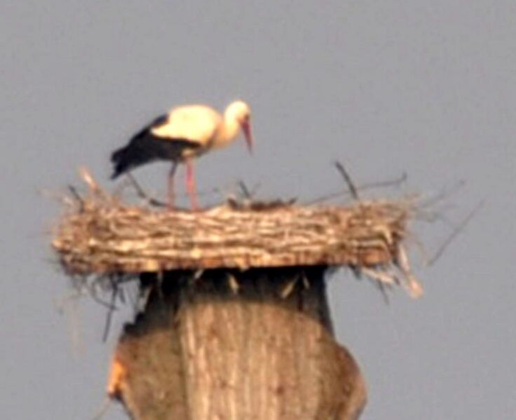 Datei:Störche-21-05-2011 060.jpg