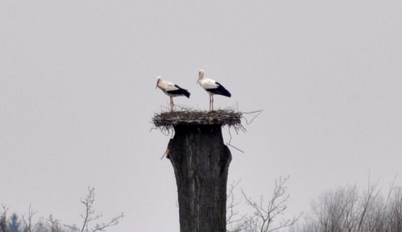 Datei:Störche-30-03-2011 013.jpg