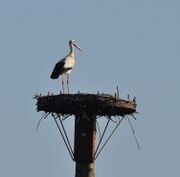Störche05-2011 013.jpg