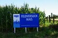 Feldversuch Mais an der Weetfelder Straße