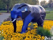 Elefant 2009 19.jpg