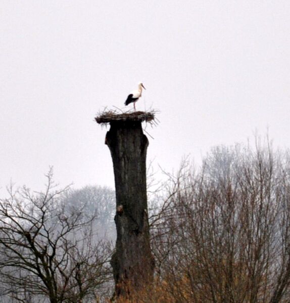 Datei:Störche-4-2011 009.jpg