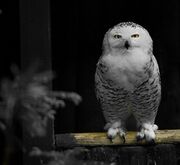 Schneeeule.jpg